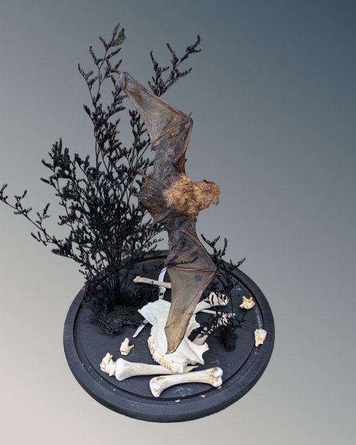 TAXIDERMY BAT PIPISTRELLUS PIPISTRELLUS CIRCA 1870 - ADDITIONAL PHOTO 1