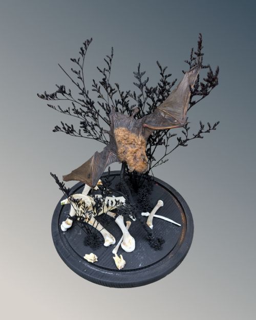 TAXIDERMY BAT PIPISTRELLUS PIPISTRELLUS CIRCA 1870 - ADDITIONAL PHOTO 3