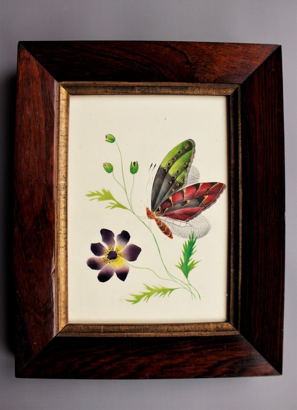 Watercolour Painting Butterfly 19th Century 