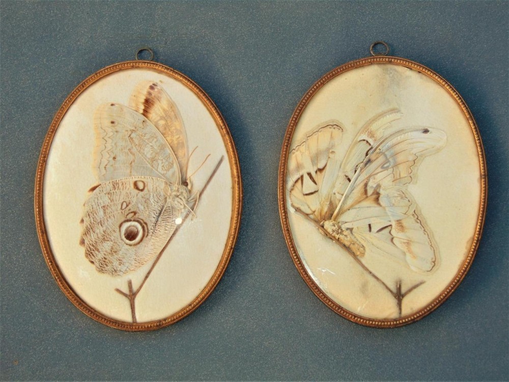 Early 20th Century Atlas Moth and South American Butterfly Specimens Framed