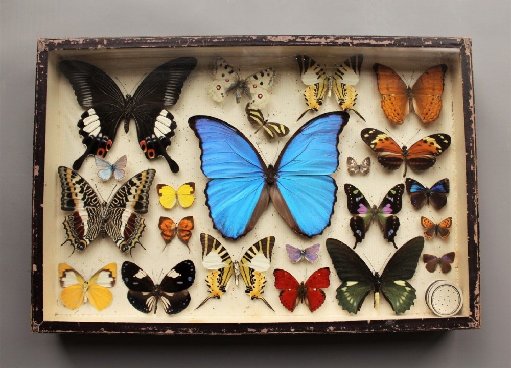 Antique Butterfly Specimen Case