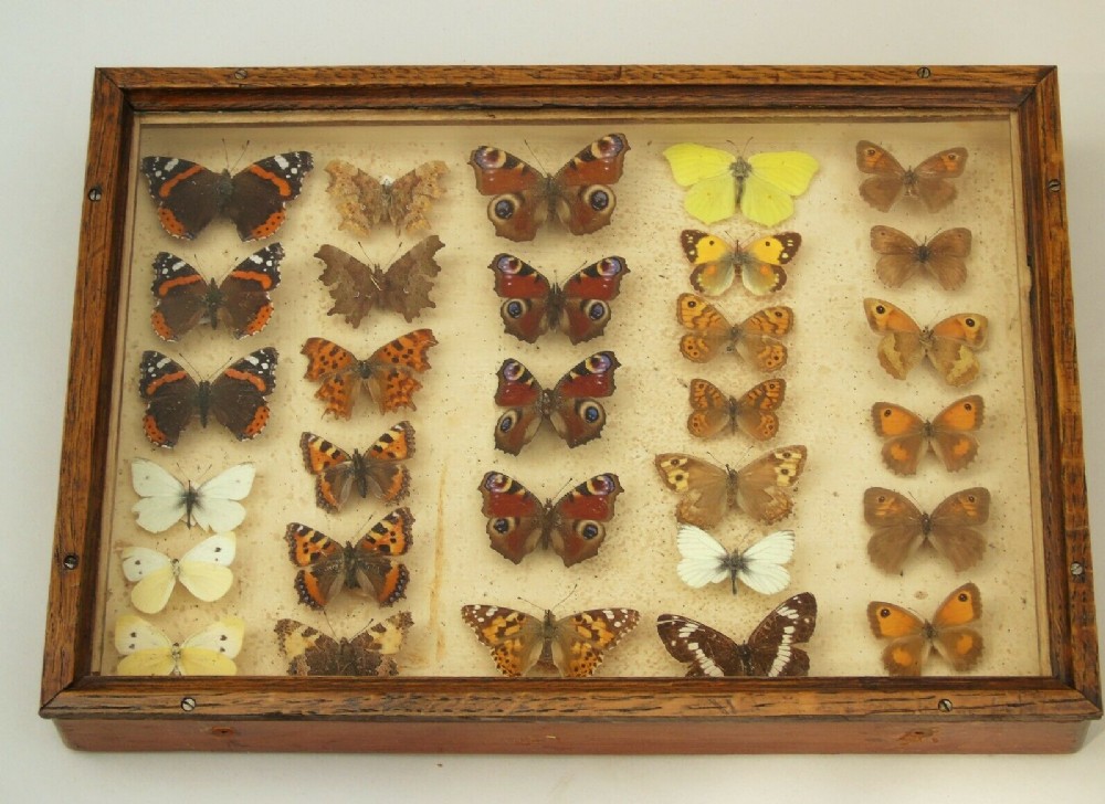 Antique Case of British Butterfly Specimens