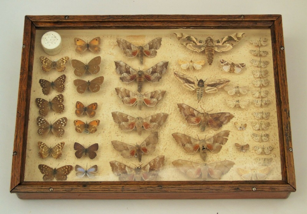Antique Case of British Butterfly & Moth Specimens