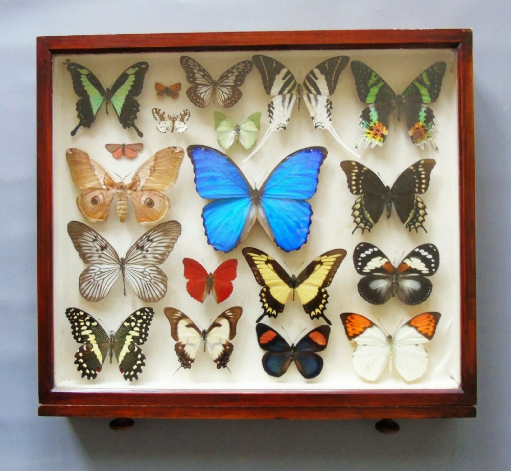 Superb Antique Collection Butterfly Specimens Mahogany Case