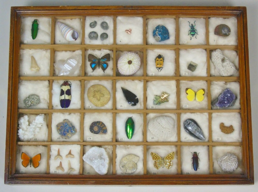 Antique Natural History Collectors Cabinet