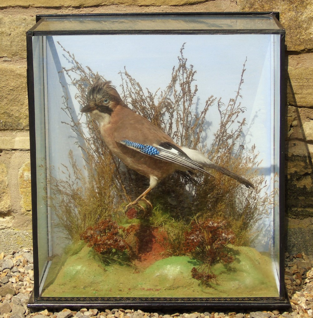 Antique Taxidermy Cased Jay Bird View II