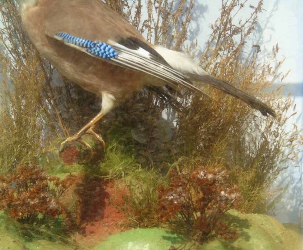 Antique Taxidermy Cased Jay Bird View III