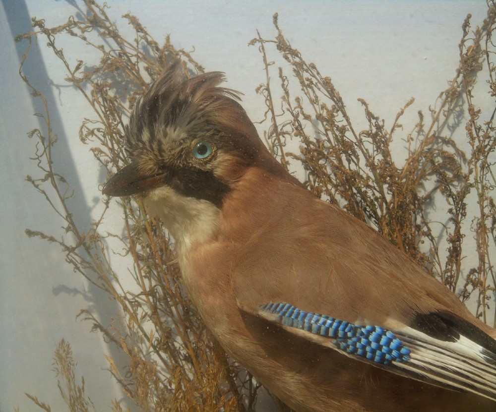 Antique Taxidermy Cased Jay Bird View IV