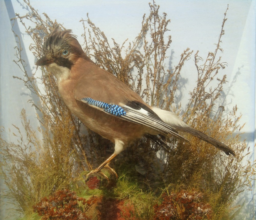 Antique Taxidermy Cased Jay Bird View V