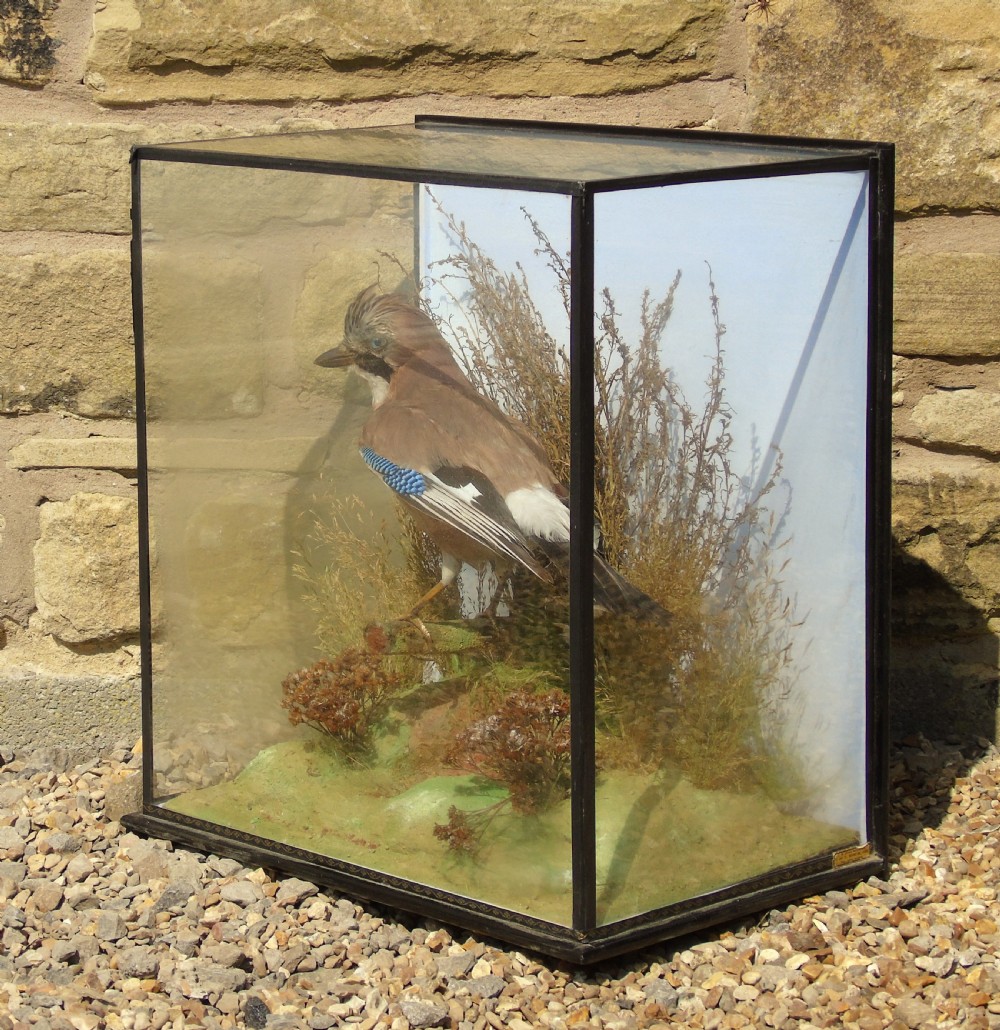 Antique Taxidermy Cased Jay Bird View VI
