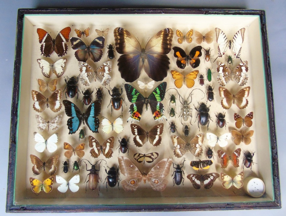 Large Antique Specimen Butterfly and Insect Case