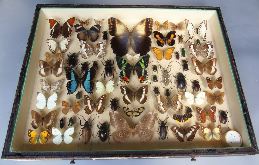 Large Antique Specimen Butterfly and Insect Case View III