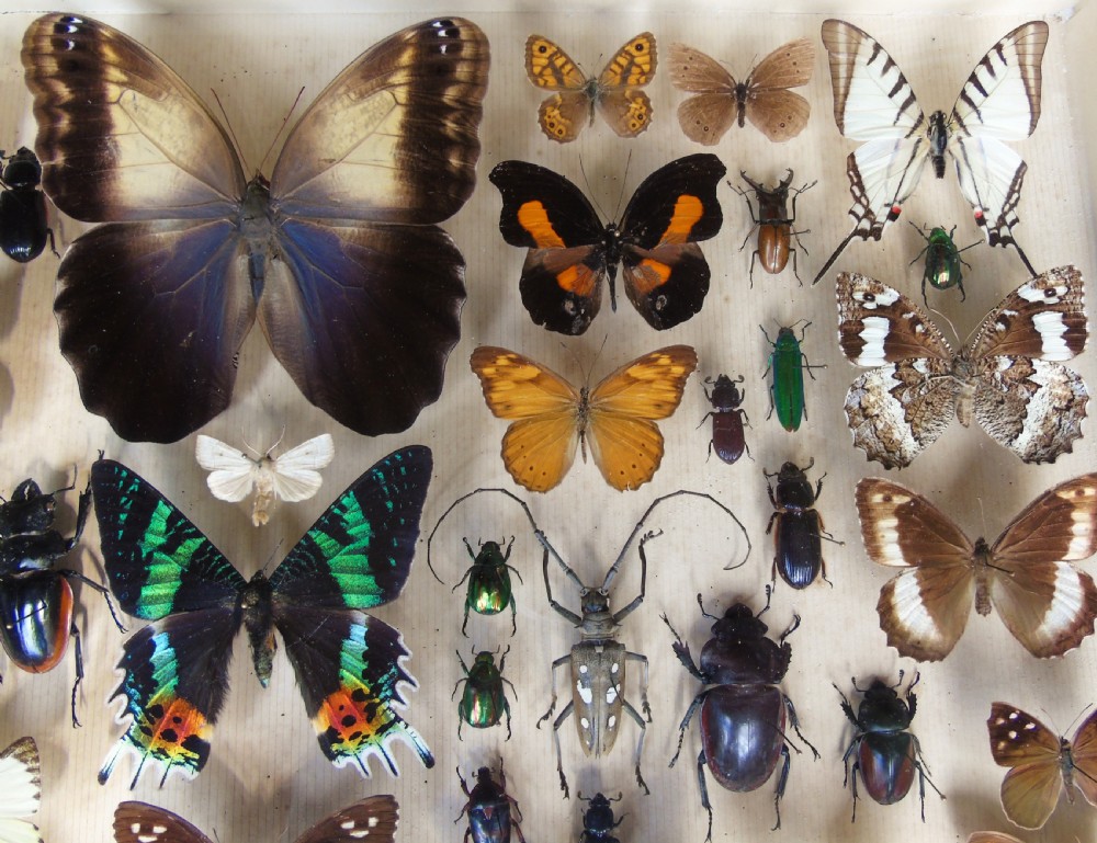 Large Antique Specimen Butterfly and Insect Case View IV