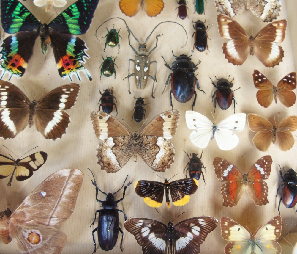 Large Antique Specimen Butterfly and Insect Case View V