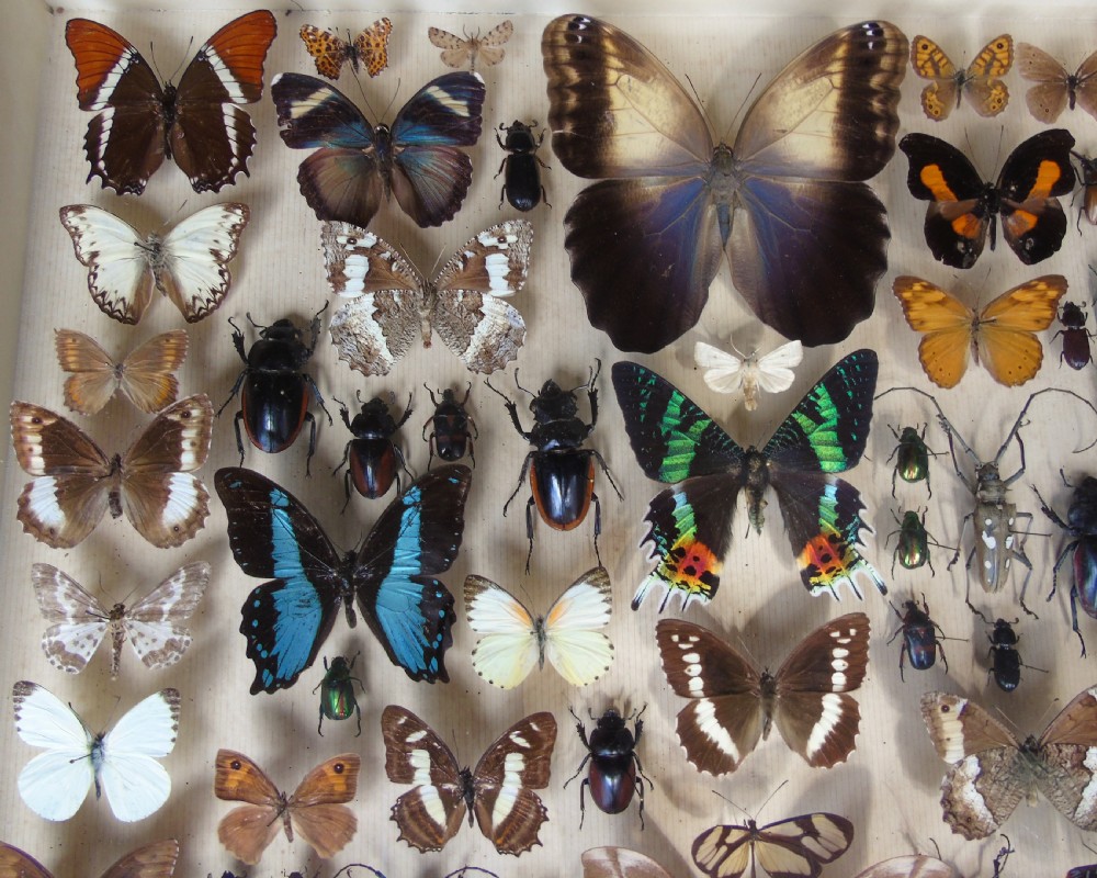 Large Antique Specimen Butterfly and Insect Case View VI