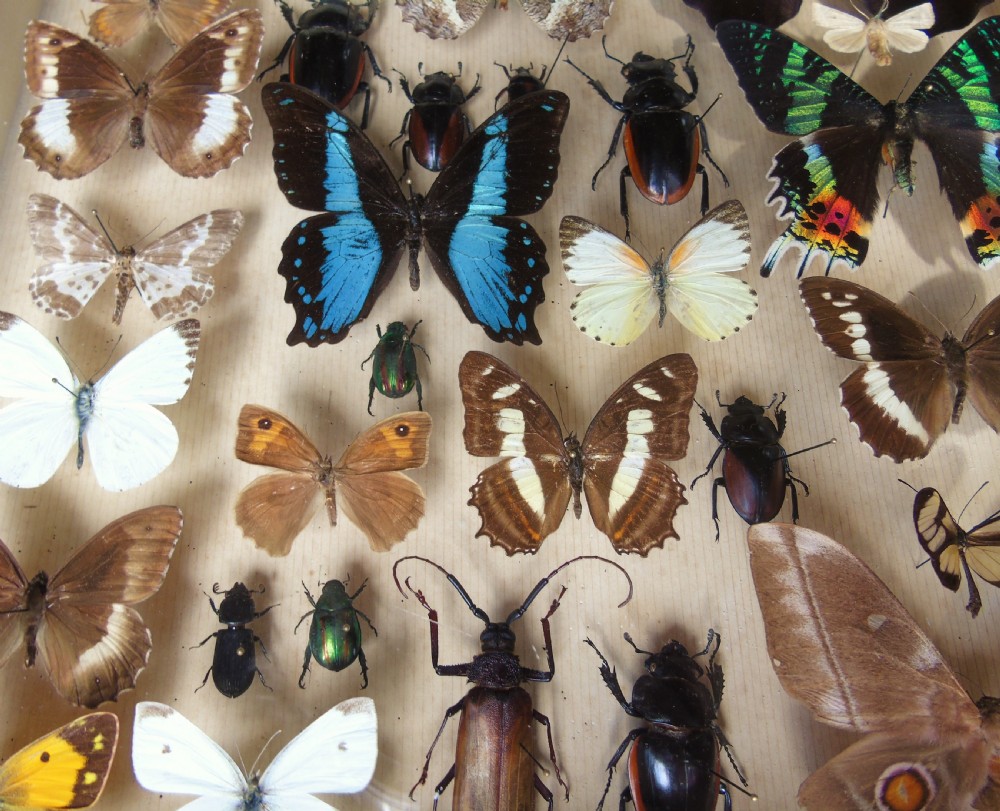 Large Antique Specimen Butterfly and Insect Case View VII