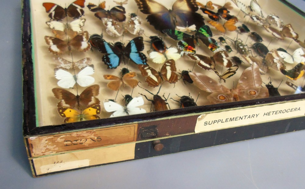 Large Antique Specimen Butterfly and Insect Case View VIII