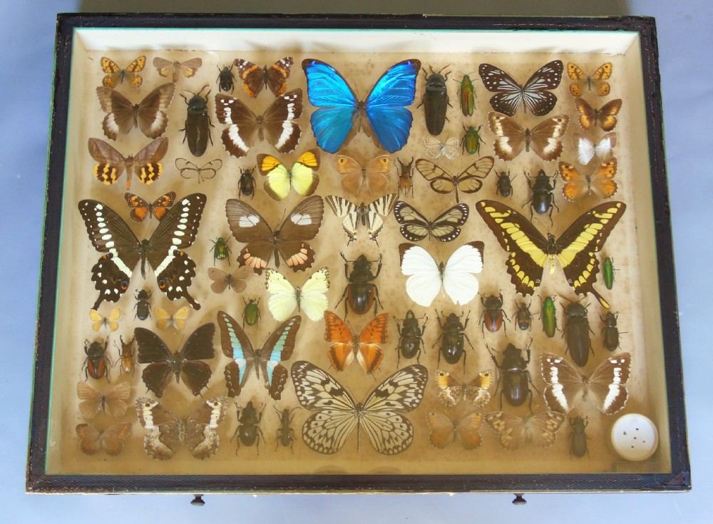 Large Antique Specimen Butterfly and Insect Case