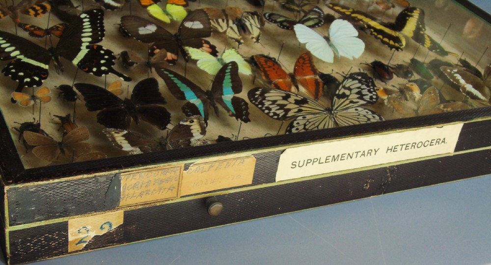 Large Antique Specimen Butterfly and Insect Case View II