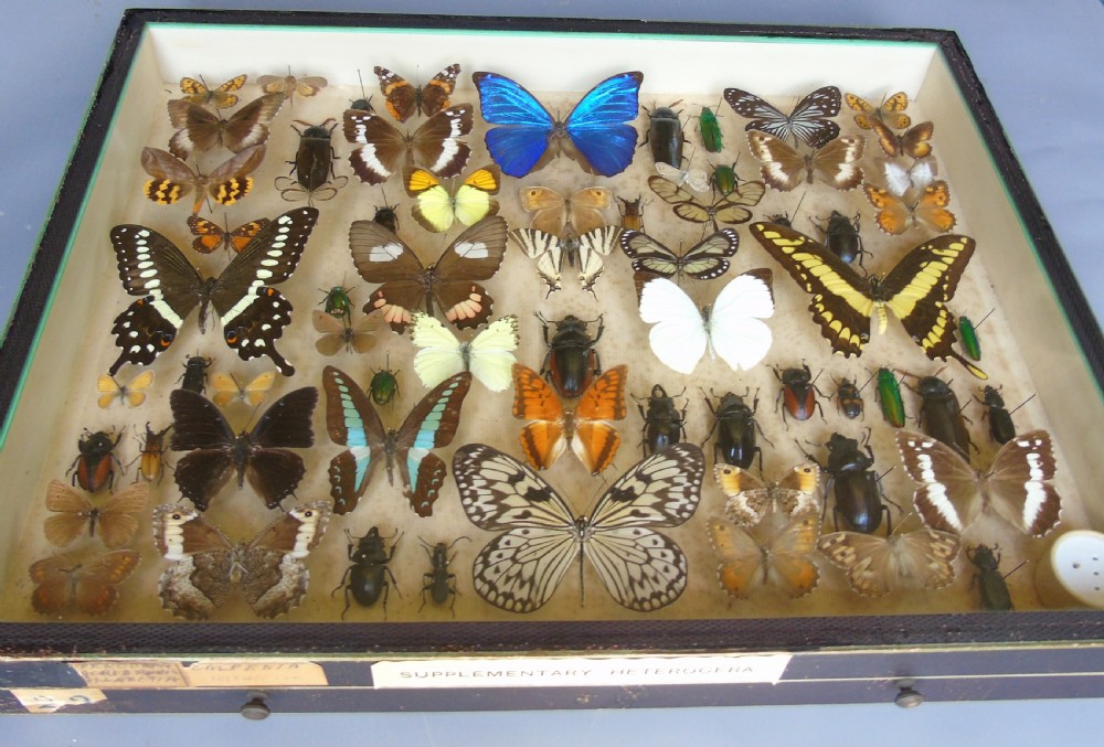 Large Antique Specimen Butterfly and Insect Case View III