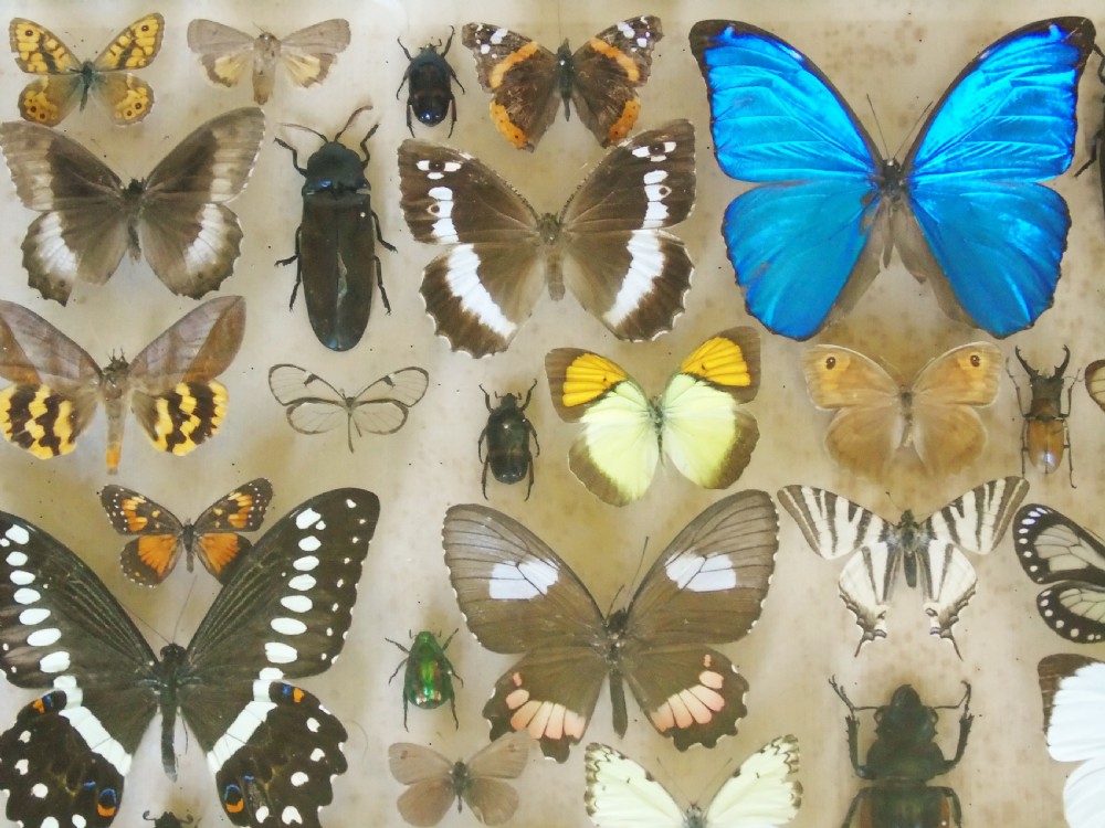 Large Antique Specimen Butterfly and Insect Case View IV