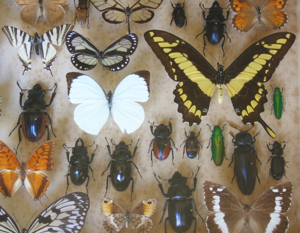 Large Antique Specimen Butterfly and Insect Case View V