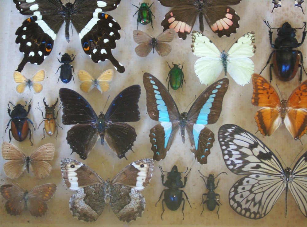 Large Antique Specimen Butterfly and Insect Case View VI
