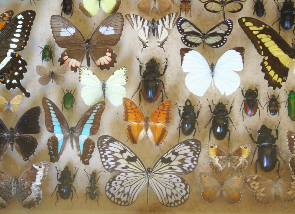 Large Antique Specimen Butterfly and Insect Case View VII