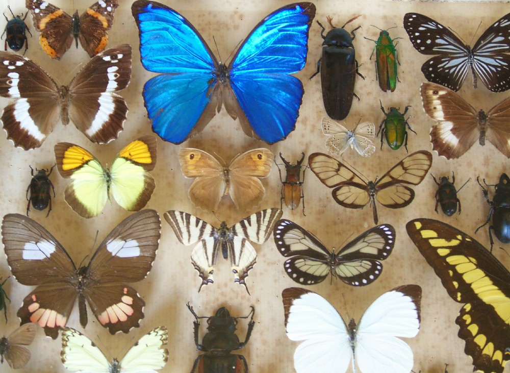 Large Antique Specimen Butterfly and Insect Case View VIII