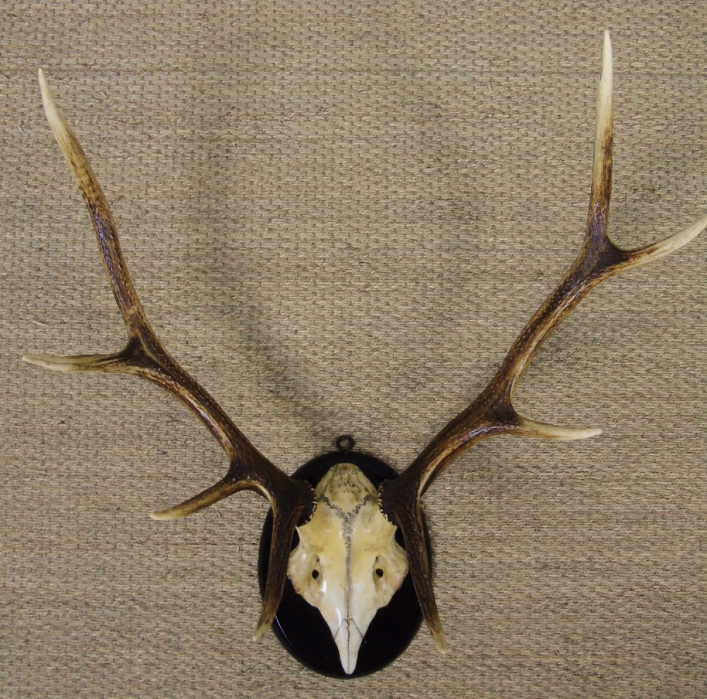 Antique Antlers on Shield