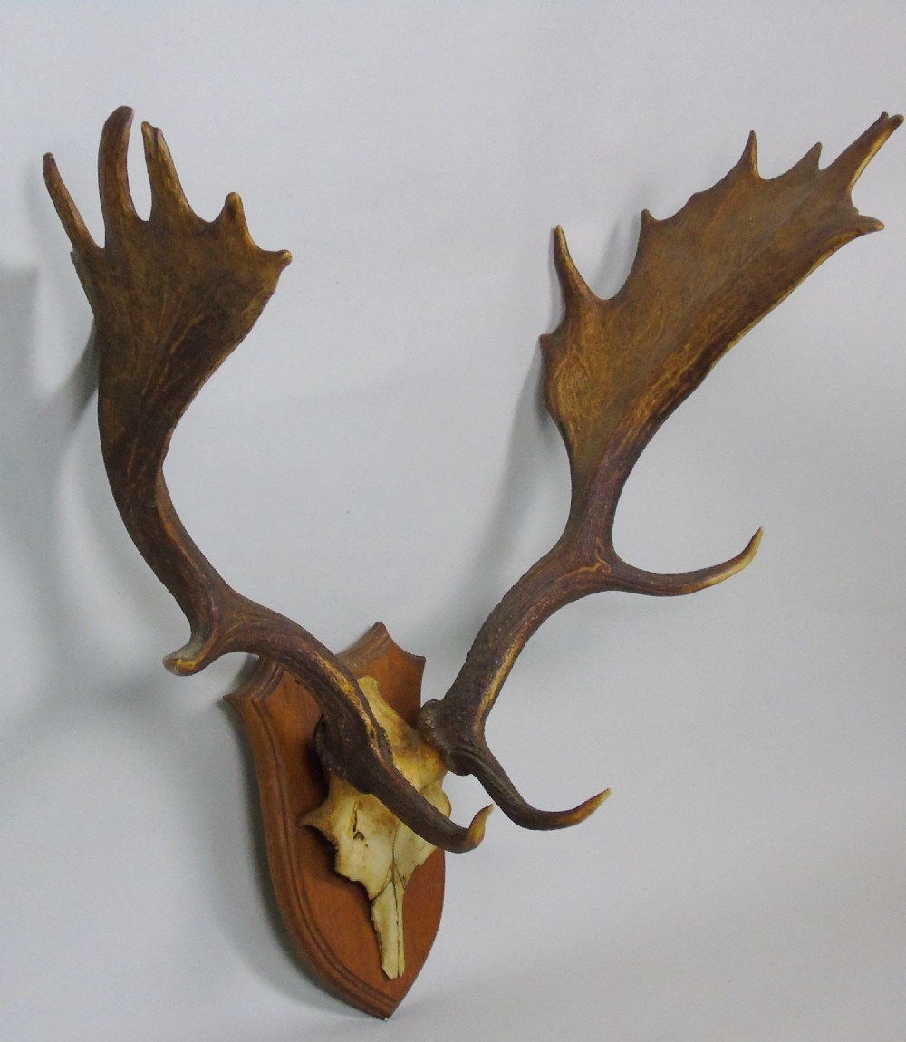 Good Set of Antique Antlers on Solid Oak Shield 