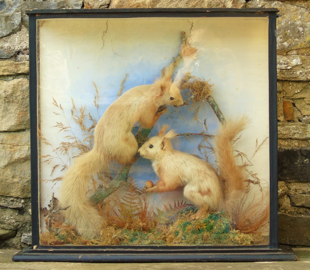 Victorian Taxidermy Pair Red Squirrels Cased Specimen