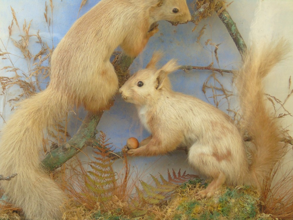 Victorian Taxidermy Pair Red Squirrels Cased Specimen View III