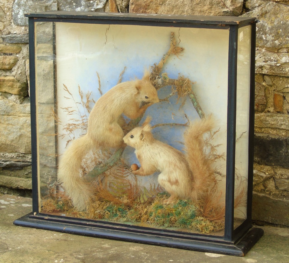 Victorian Taxidermy Pair Red Squirrels Cased Specimen View IV