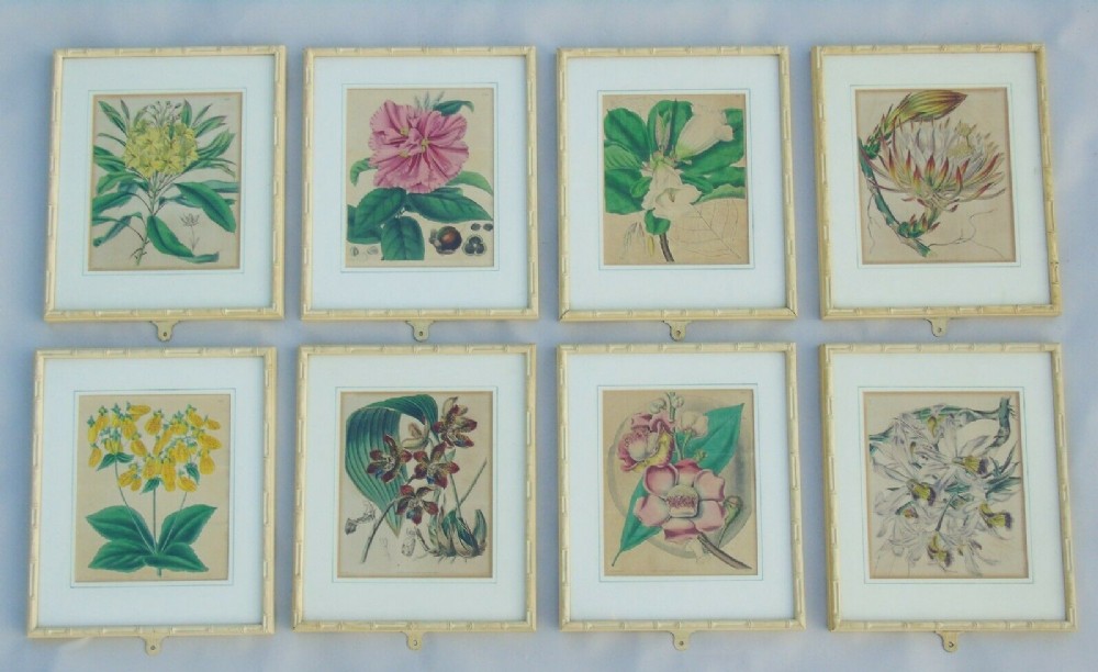 Fabulous Set of 8 Hand Coloured Botanical Engravings Framed Curtis Swan
