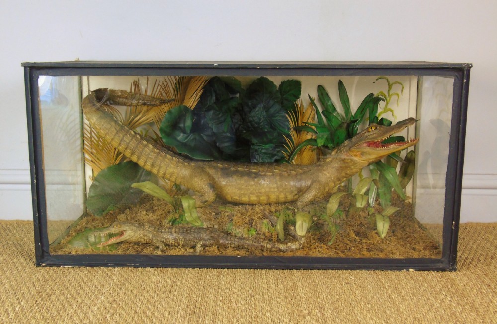A Cased Pair of American Alligators Taxidermy