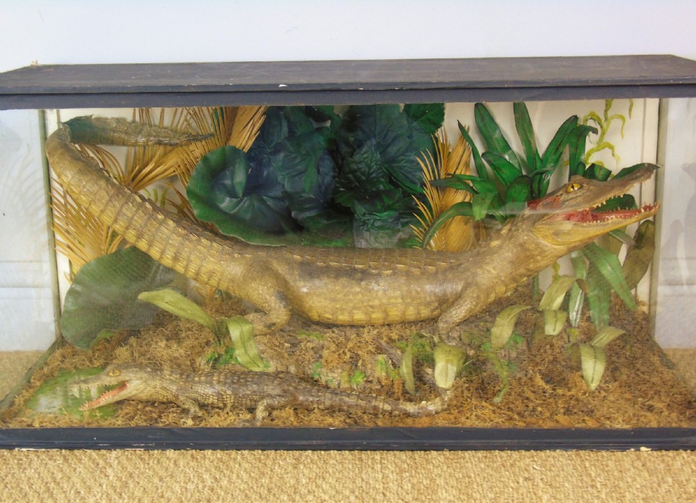 A Cased Pair of American Alligators Taxidermy View II