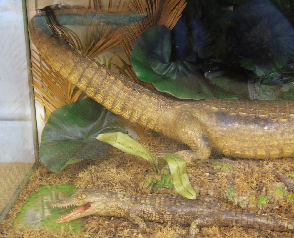 A Cased Pair of American Alligators Taxidermy View III