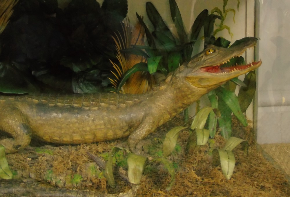 A Cased Pair of American Alligators Taxidermy View IV