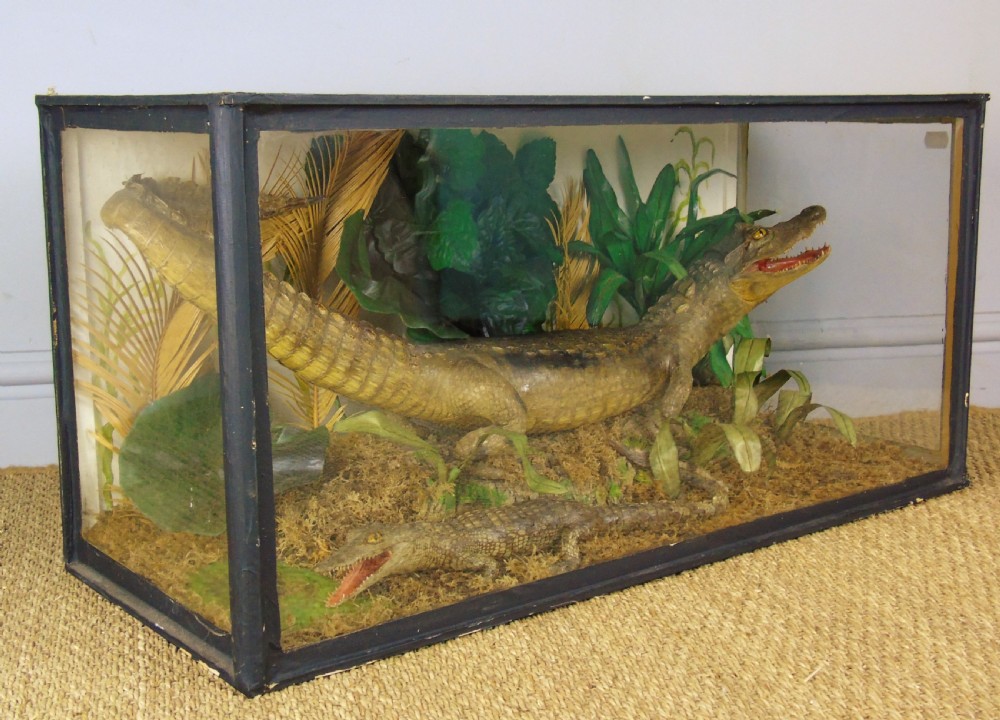 A Cased Pair of American Alligators Taxidermy View V