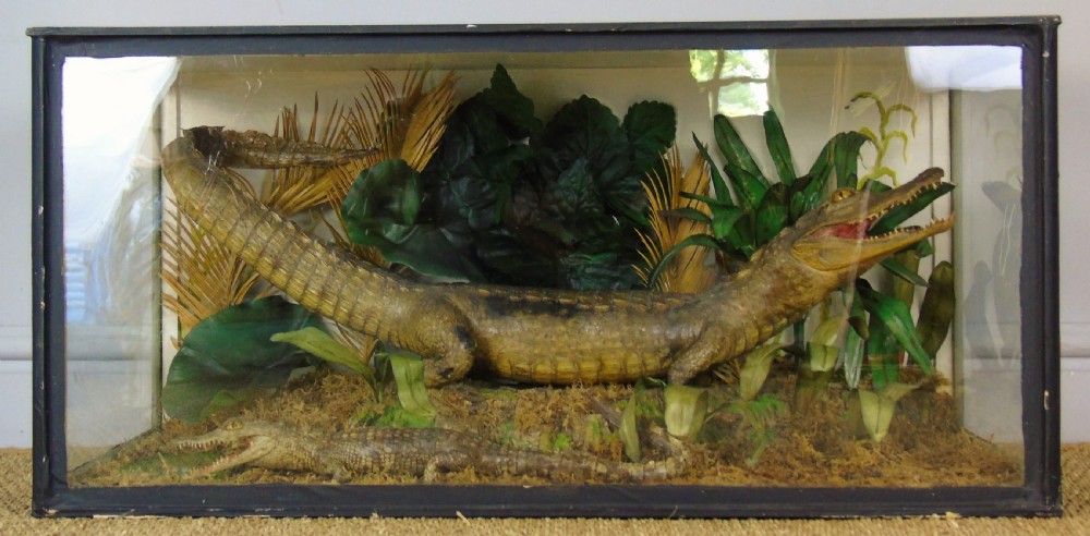 A Cased Pair of American Alligators Taxidermy View VI