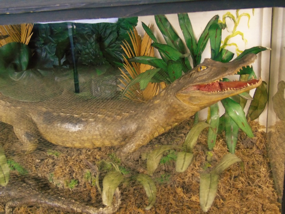 A Cased Pair of American Alligators Taxidermy View VII