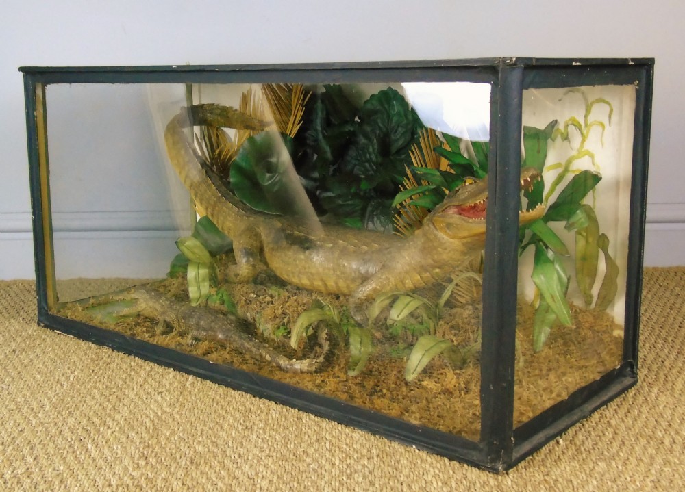A Cased Pair of American Alligators Taxidermy View VIII