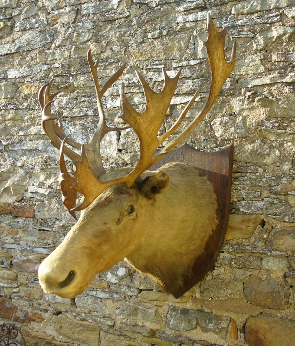 Victorian Taxidermy Caribou Head Mount