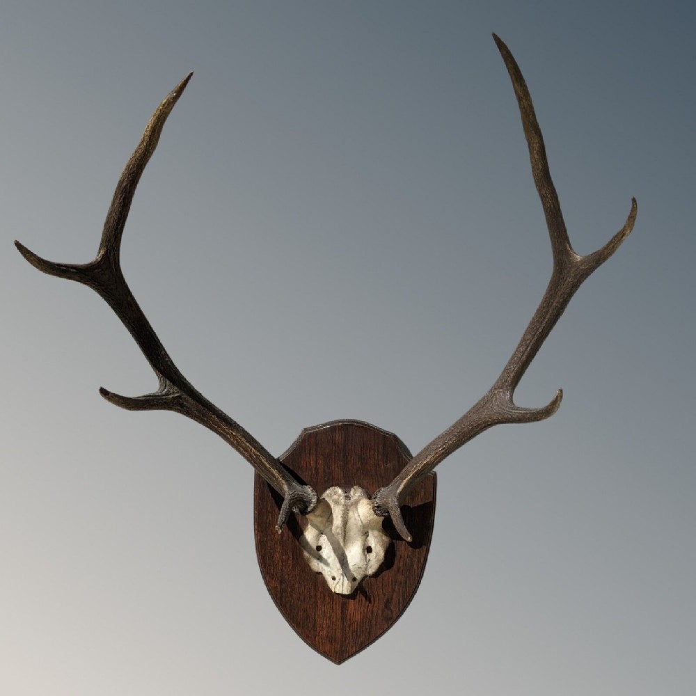 Victorian Specimen Antlers on Oak Sheild