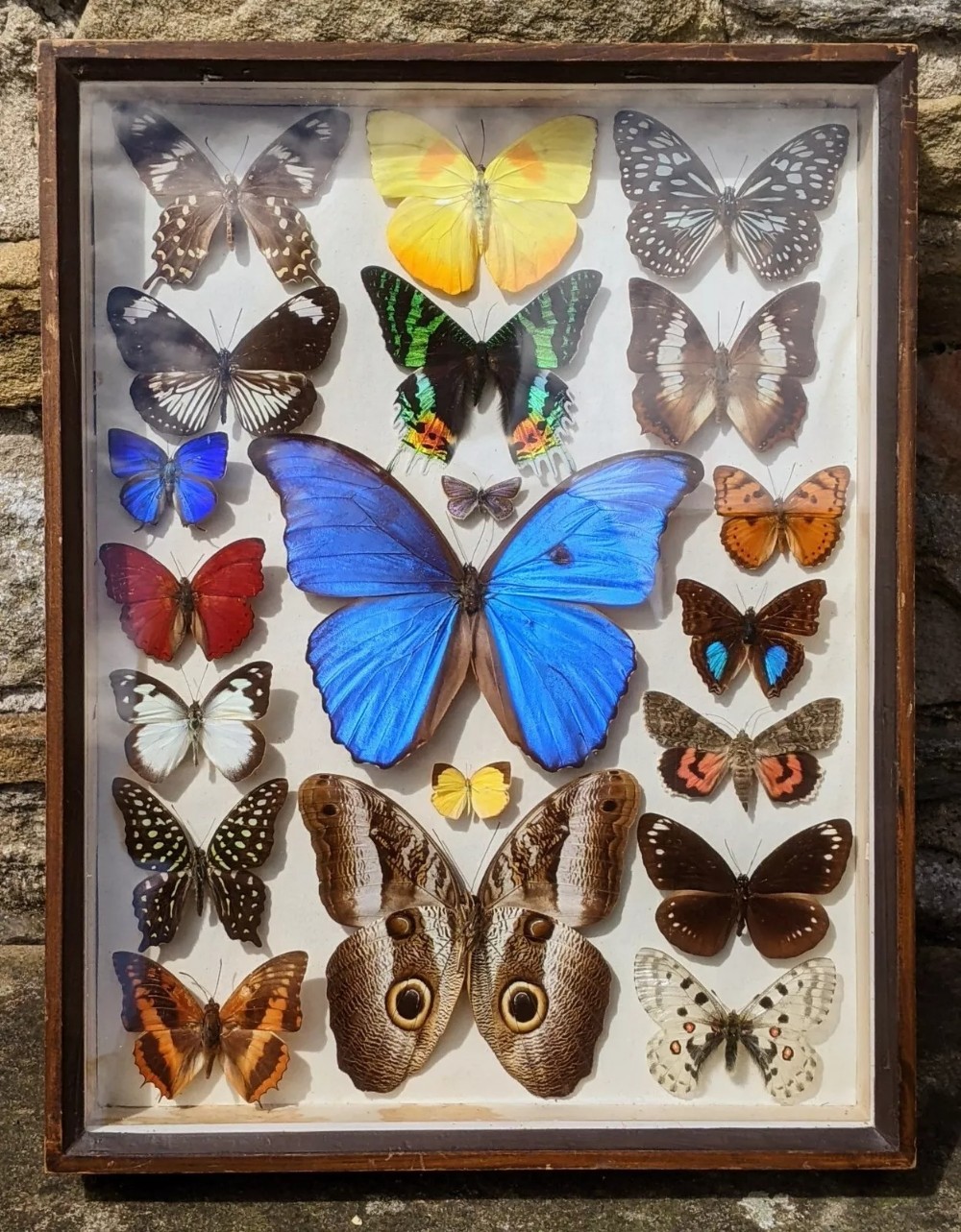 Antique Butterflies Moth Specimen Cased