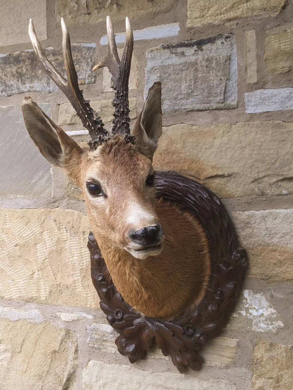Taxidermy European Roebuck