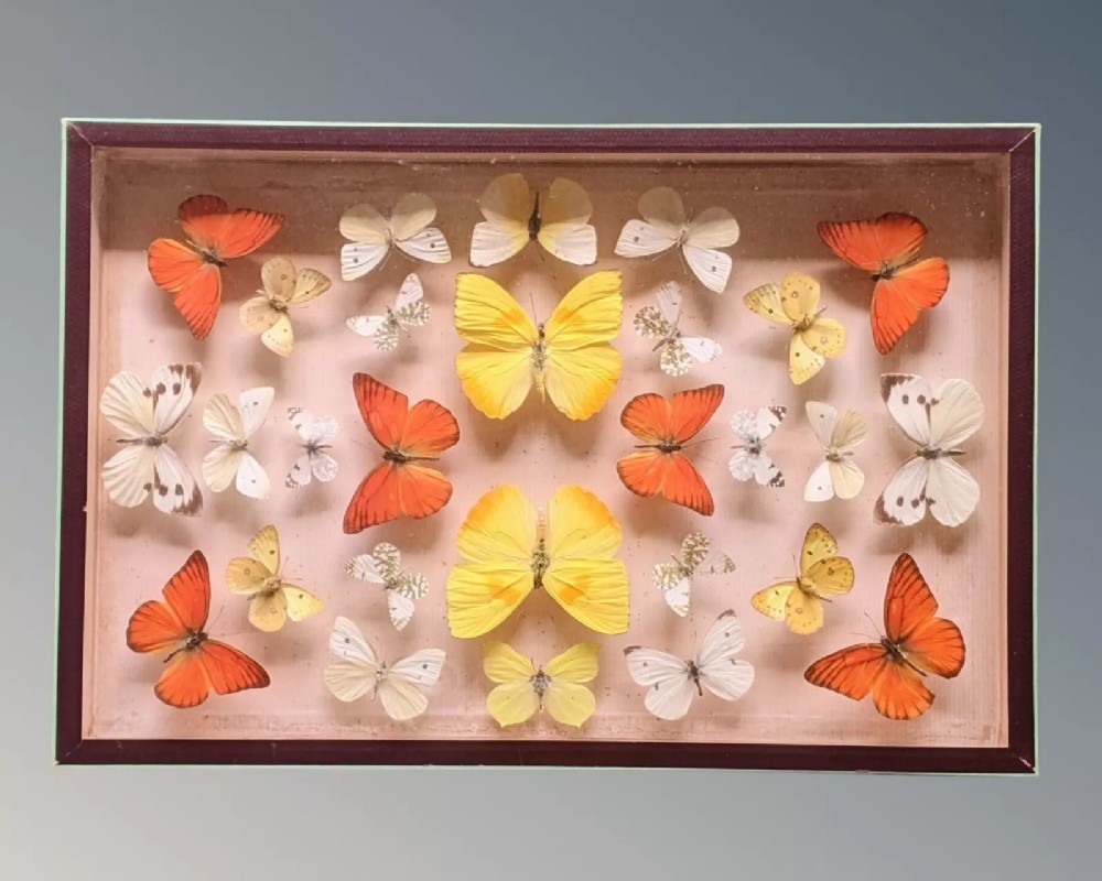 Antique Butterflies Specimen Cased