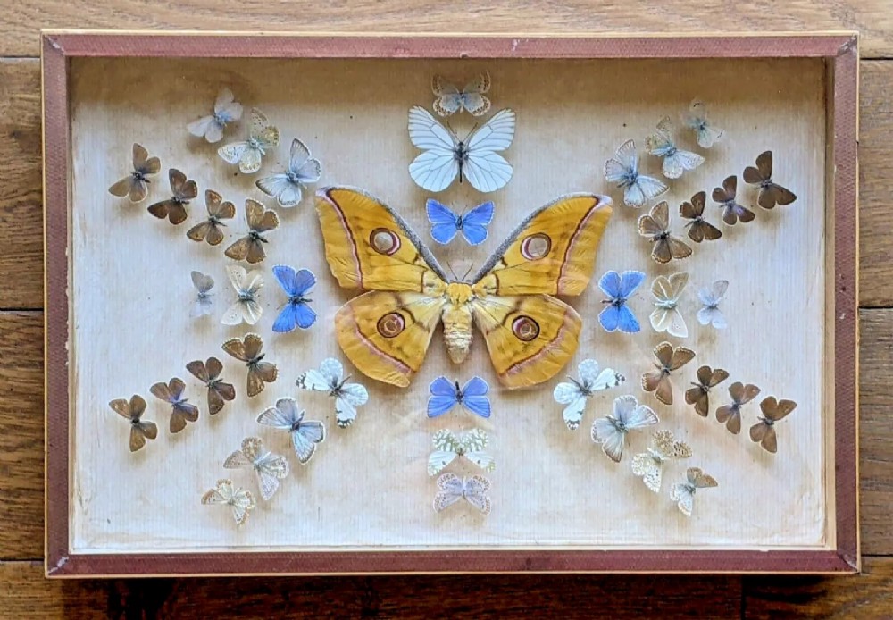 Antique Butterflies Moth Specimen Cased