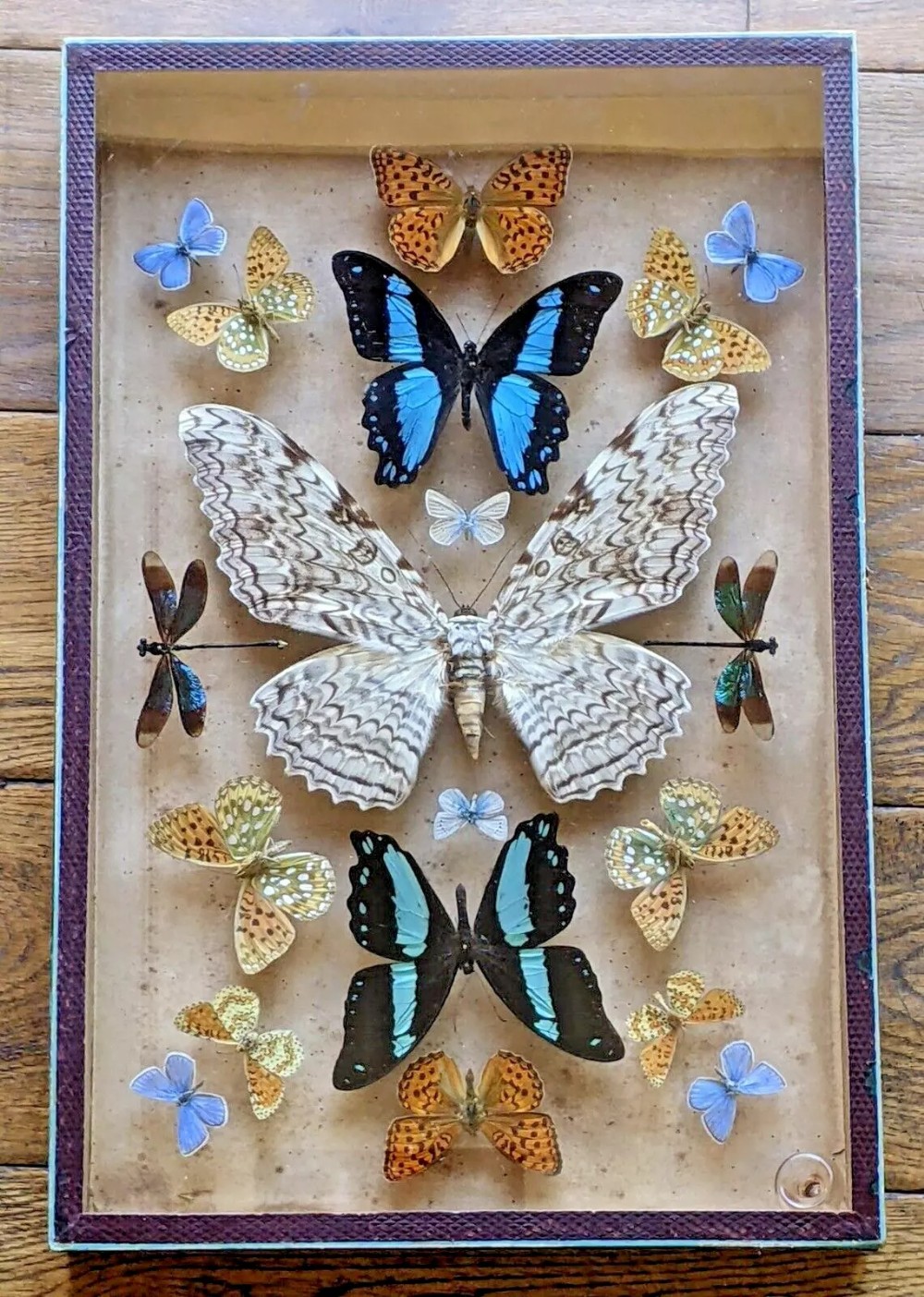 Antique Butterfly / Dragon Fly Specimen Cased